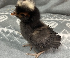 Polish bantam chicks - 3
