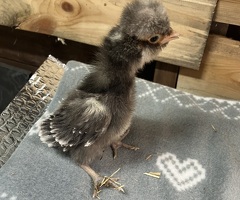 Polish bantam chicks - 4
