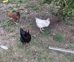 3 chickens