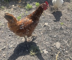 3 chickens - 2