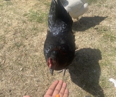 3 chickens - 3