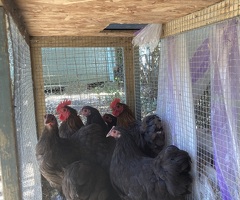 CHOCOLATE PEKIN BANTAMS BREEDING GROUP 5 POL PULLETS & 2 COCK BIRDS