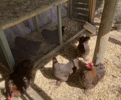 CHOCOLATE PEKIN BANTAMS BREEDING GROUP 5 POL PULLETS & 2 COCK BIRDS - 2