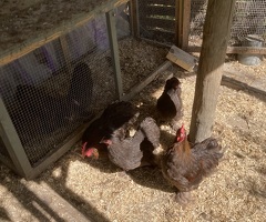 CHOCOLATE PEKIN BANTAMS BREEDING GROUP 5 POL PULLETS & 2 COCK BIRDS - 3