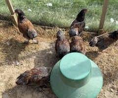 Pekin / Wyandotte cross Chickens - Very Pretty Birds