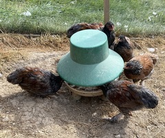 Pekin / Wyandotte cross Chickens - Very Pretty Birds - 2