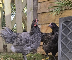 Blue Jersey Giant Pair