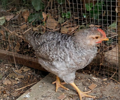 Crested Cream Legbar Cockerels