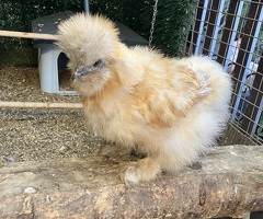 Silkie bantam hens