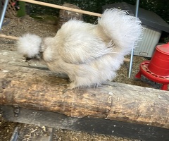 Silkie bantam hens - 2