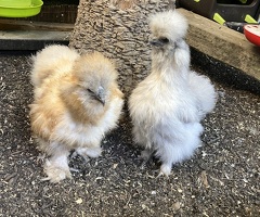 Silkie bantam hens - 3