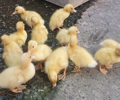 Ducklings