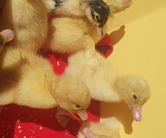 Ducklings - 2