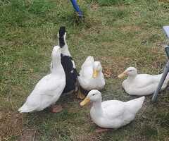 Ducklings - 3