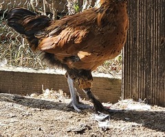 Cockerels Looking For Forever Homes