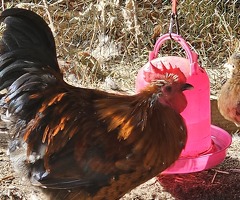 Cockerels Looking For Forever Homes - 2