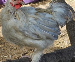 Cockerels Looking For Forever Homes - 3