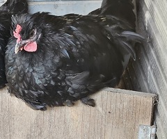 Cockerels Looking For Forever Homes - 4