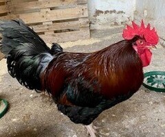 Dorking Chickens Looking for New Homes
