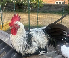 Dorking Chickens Looking for New Homes - 2
