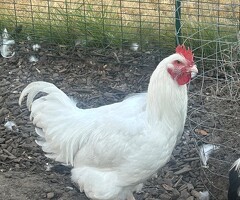 Dorking Chickens Looking for New Homes - 3