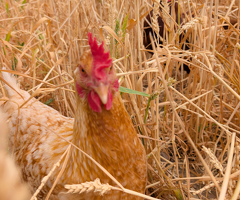 6 lovely hens for sale