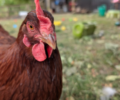 6 lovely hens for sale - 2