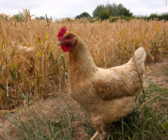 6 lovely hens for sale - 3