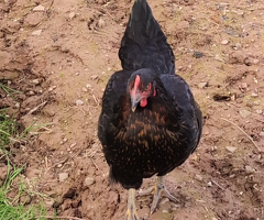 6 lovely hens for sale - 4