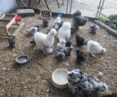 Unsexed mixed USA silkies