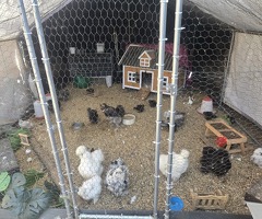 Unsexed mixed USA silkies - 2