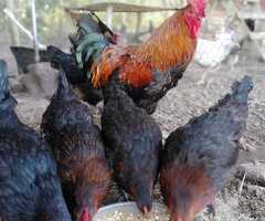 Eggcellent Point of Lay Hens available now