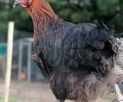 Eggcellent Point of Lay Hens available now - 2