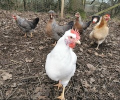 Eggcellent Point of Lay Hens available now - 3