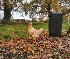 Eggcellent Point of Lay Hens available now - 4