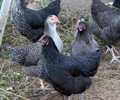 Pol pullets 20 weeks old in Banbury