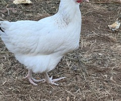 Pol pullets 20 weeks old in Banbury - 2