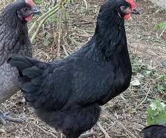 Pol pullets 20 weeks old in Banbury - 3