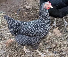 Pol pullets 20 weeks old in Banbury - 4
