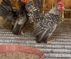 Japanese Bantam  (Chabo)