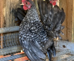 Japanese Bantam  (Chabo) - 2