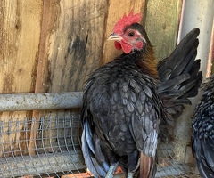 Japanese Bantam  (Chabo) - 3