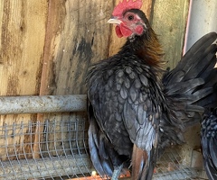 Japanese Bantam  (Chabo) - 4