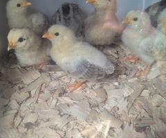 Bantam Chicks Unsexed