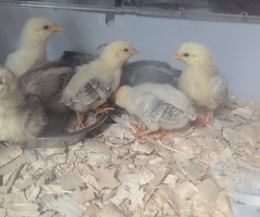 Bantam Chicks Unsexed - 2