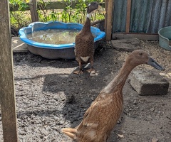 Indian Runner Duck Breeding Pair