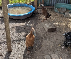Indian Runner Duck Breeding Pair - 2