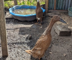 Indian Runner Duck Breeding Pair - 3