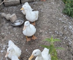 Pure Pekin Ducks