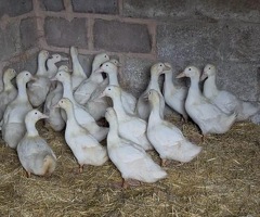 Pure Pekin Ducks - 2